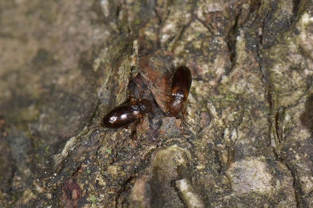 Lissodema denticolle - Salpingidae